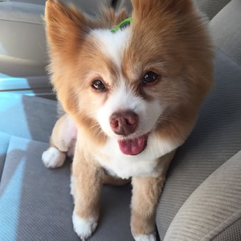Canine Showcase - Pet Stores Near Me - Sunnyvale, California Canine Showcase - Pet Stores Near Me - Sunnyvale, California