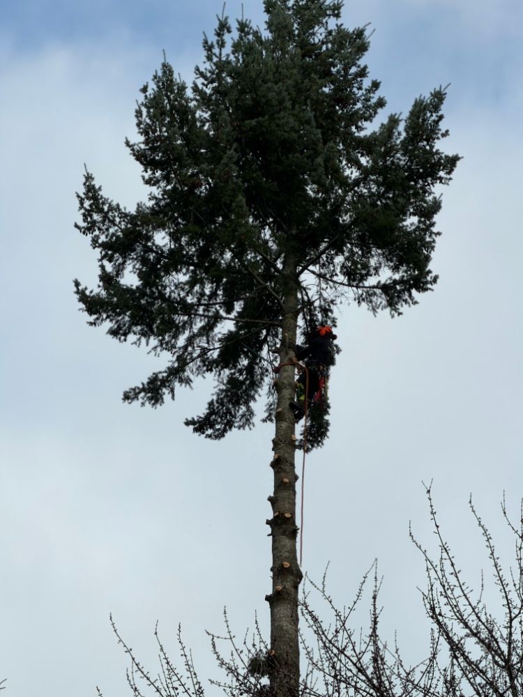 Quality Performance Tree Service - tree service in Tualatin, OR