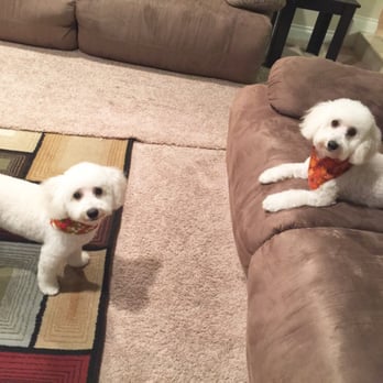 The Spaw - Dallas and Romo Stevenson after their relaxing time at the Spaw :) First time customers and we couldn't be happier! - Pet Groomers Near Me - Tustin, California