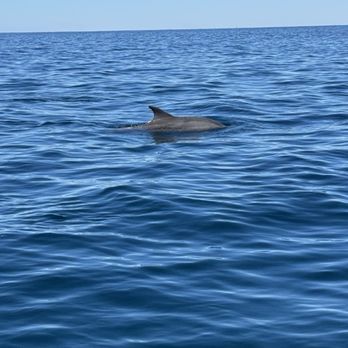 Dead Fish Charters - Fishing Near Me - Santa Rosa Beach, Florida