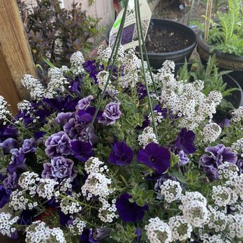 Martins Greenhouse - A beautiful purple basket - Nurseries & Gardening Near Me - Standish, California Martins Greenhouse - A beautiful purple basket - Nurseries & Gardening Near Me - Standish, California