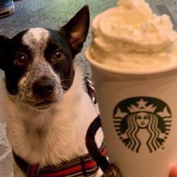 Pupachino Pupachino