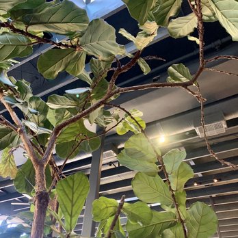 Ollo - We were seated under the giant fiddle leaf fig - New American Near Me - Malibu, California