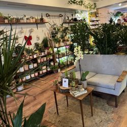 Plant & Curio