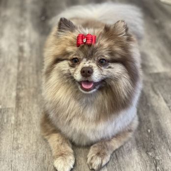 A Pups Dream Dog Grooming - Mochi - Pet Groomers Near Me - Long Beach, California