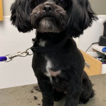 Classic & Classy Dog Spa - Pet Groomers Near Me - Seattle, Washington Classic & Classy Dog Spa - Pet Groomers Near Me - Seattle, Washington