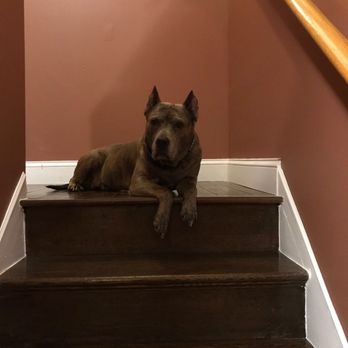 Zen Animals - My beautiful dog Mechie - Pet Groomers Near Me - Brooklyn, New York Zen Animals - My beautiful dog Mechie - Pet Groomers Near Me - Brooklyn, New York