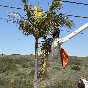 Master Arbor Service - These King Palms had not been pruned by experts in over 40 years. Using the cherry picker was an awesome idea on Miguel's part - Tree Services Near Me Master Arbor Service - These King Palms had not been pruned by experts in over 40 years. Using the cherry picker was an awesome idea on Miguel's part - Tree Services Near Me