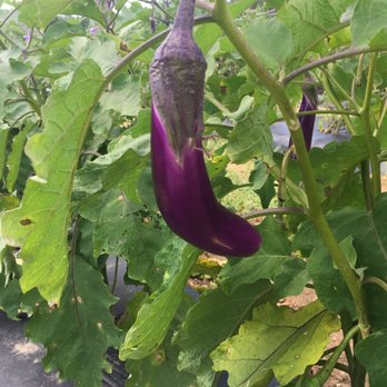U Pick Farm Stand - Japanese eggplants - Pick Your Own Farms Near Me - Cranbury Township, New Jersey