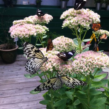 Butterfly World - Tours Near Me - Coombs, British Columbia