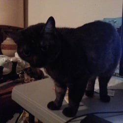 Bizzie Bee Printery - Lost cat Black and gray tabby. 61/2 year old female. Please call 636-697-6391 or 314-665-7866 if found REWARD
