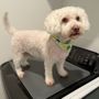 A&S Pet Services Corp