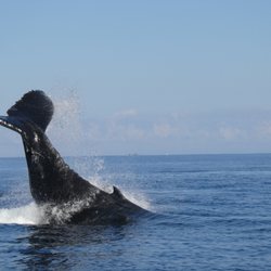 Hawaii Island Ocean Advocates - This whale shocked us! We were sitting there with the motor off and it surfaced right next to us!