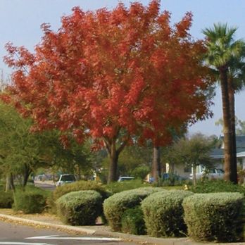 Arizona Urban Arborist - Red Push Pistache tree - Tree Services Near Me Arizona Urban Arborist - Red Push Pistache tree - Tree Services Near Me
