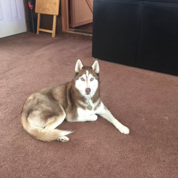 4Paws Only - Thank you 4 paws for keeping me so pretty....Love Cricket - Pet Groomers Near Me - Hawley, Pennsylvania