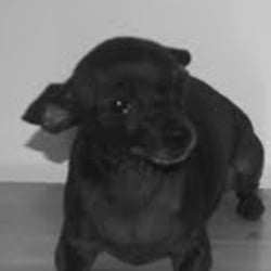 Uptown Pet Club - Sasha fierce!!!