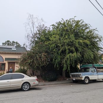 La Selva Tree Care - Before - Tree Services Near Me - Santa Cruz, California La Selva Tree Care - Before - Tree Services Near Me - Santa Cruz, California