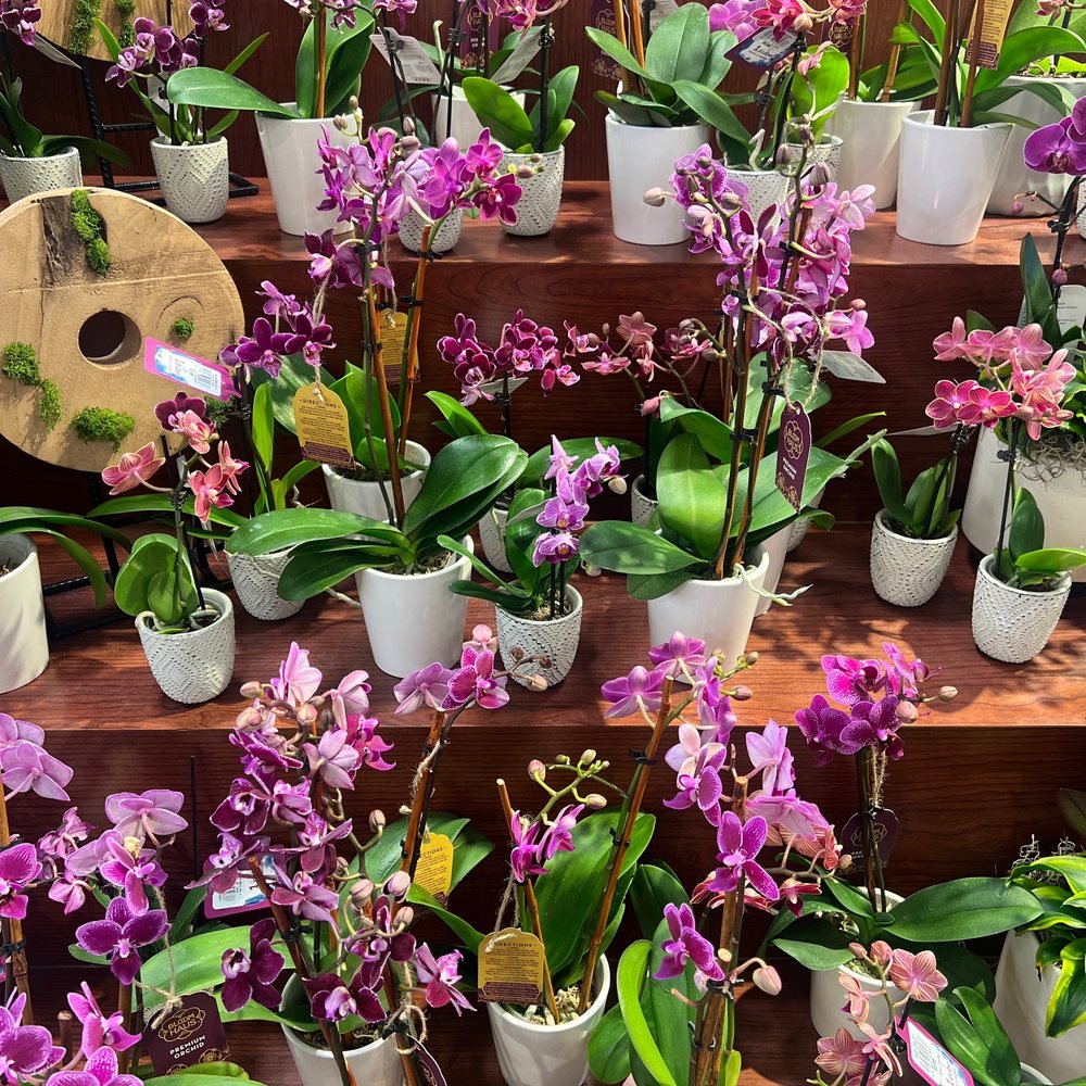 King Soopers - Beautiful orchids! - Grocery Near Me - Golden, Colorado King Soopers - Beautiful orchids! - Grocery Near Me - Golden, Colorado