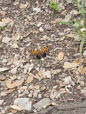 Government Canyon State Natural Area by null