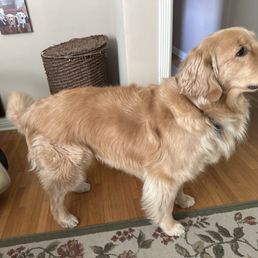Golden Retriever Golden Retriever