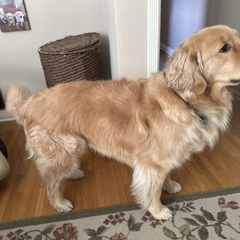 La Canada Pet Grooming - Golden Retriever - Pet Groomers Near Me - La Canada Flintridge, California La Canada Pet Grooming - Golden Retriever - Pet Groomers Near Me - La Canada Flintridge, California