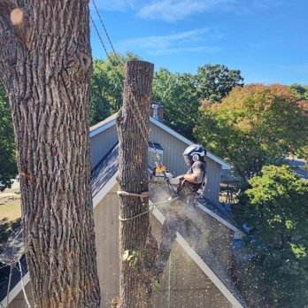Hernandez Tree Experts - Large Tree Removal 
Remove in sections - Tree Services Near Me