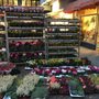 Photo of Wochenmarkt Rodenkirchen
