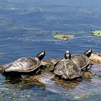 Rondeau Joe's - Turtles close by to watch and enjoy! - Chicken Wings Near Me - Chatham-Kent, Ontario Rondeau Joe's - Turtles close by to watch and enjoy! - Chicken Wings Near Me - Chatham-Kent, Ontario