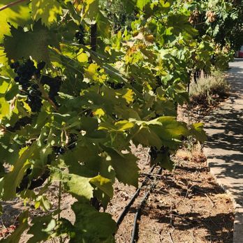 LVVR Sparkling Cellars - Wine Tasting Room Near Me - Lodi, California LVVR Sparkling Cellars - Wine Tasting Room Near Me - Lodi, California