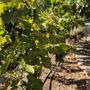 Photo of LVVR Sparkling Cellars