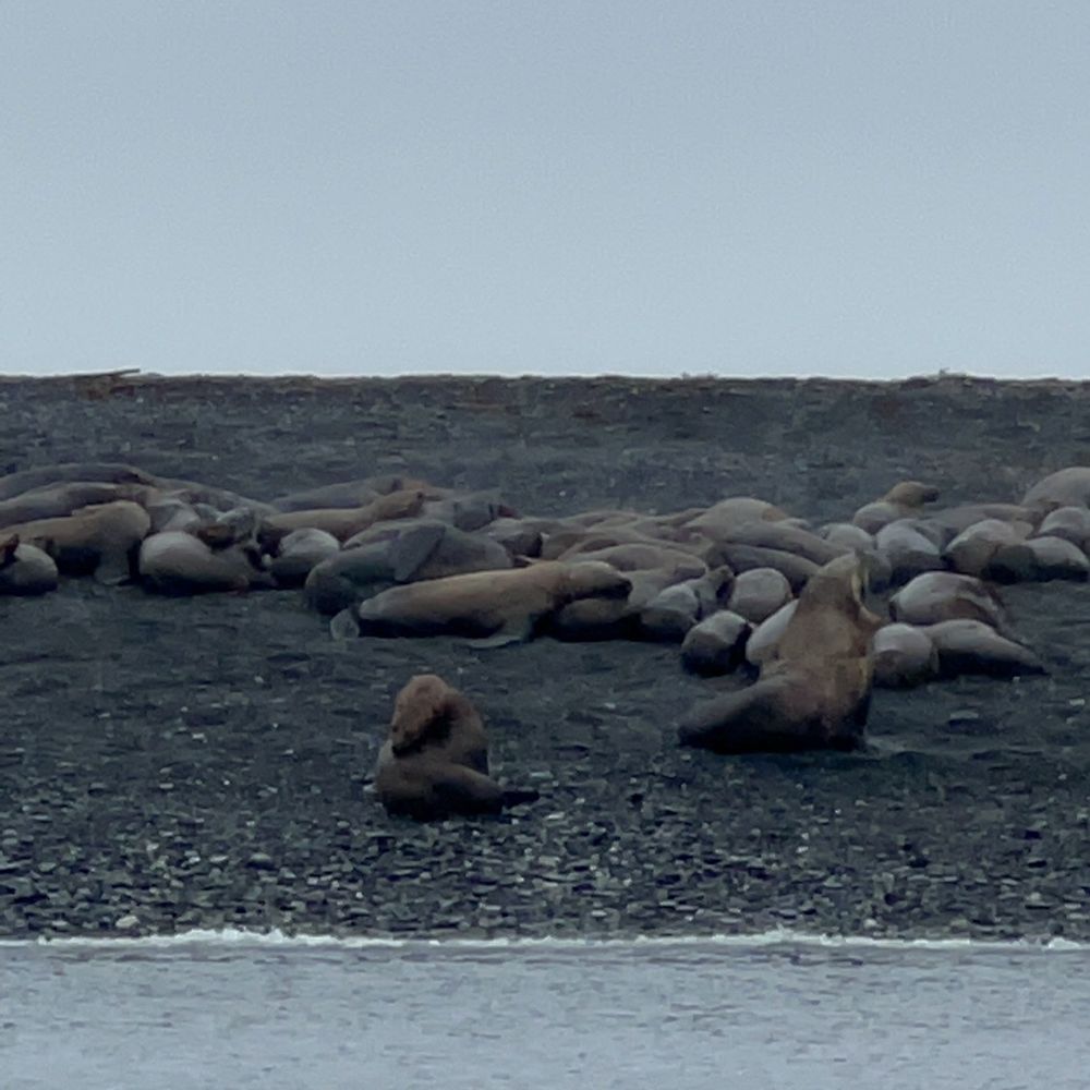 Alaska Galore Tours - Whale Watching Tours Near Me - Juneau, Alaska Alaska Galore Tours - Whale Watching Tours Near Me - Juneau, Alaska