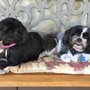 Desert Paws Mobile Veterinary Care