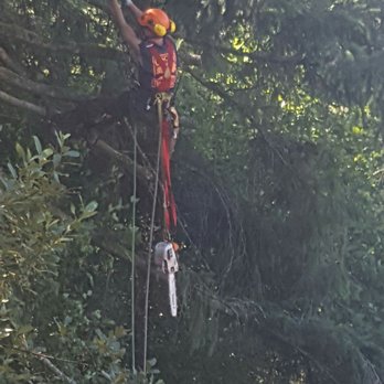 Cascade Tree Works - Kyle swinging from a rope while working magic with a chain saw. - Tree Services Near Me - Vancouver, Washington Cascade Tree Works - Kyle swinging from a rope while working magic with a chain saw. - Tree Services Near Me - Vancouver, Washington
