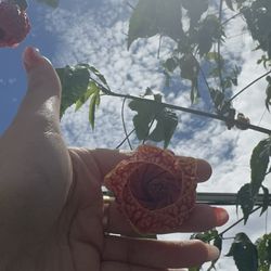 Devil Mountain Wholesale Nursery - San Ramon
