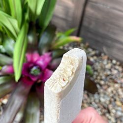 La Artesanal  - Exposed Walnut Popsicle! Loaded with Walnut Pieces~