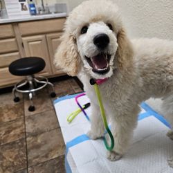 Temple Heights Animal Hospital - Frosty pup exam