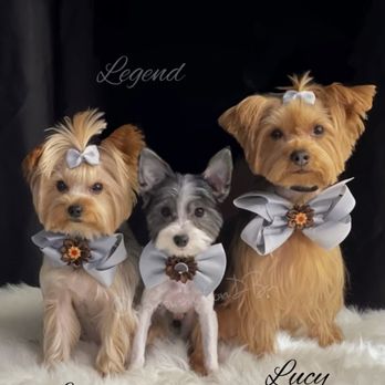 Paws in Motion DB - Ascencio furbabies groomed by Dulce @pawsinmotiondb - Pet Groomers Near Me Paws in Motion DB - Ascencio furbabies groomed by Dulce @pawsinmotiondb - Pet Groomers Near Me