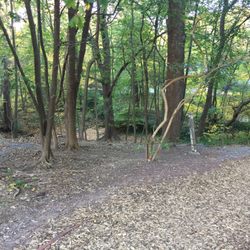 Page Park - Mulch path behind an apartment building