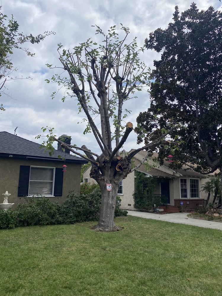 Special Tree Service - tree service in North Hollywood, CA