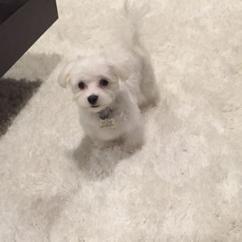 Doggy Details - Pet Groomers Near Me Doggy Details - Pet Groomers Near Me