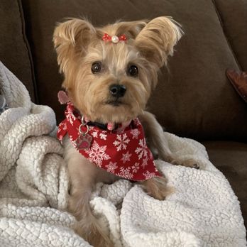 Pawfection Pet Grooming - Second visit to Pawfection Dog Grooming. My baby girl so happy! She loves Jessica her groomer! - Pet Groomers Near Me - Elgin, Illinois