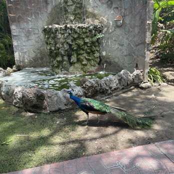 The Peacock Garden - Peacock in front of the water feature - Mexican Near Me - Ajijic, JAL The Peacock Garden - Peacock in front of the water feature - Mexican Near Me - Ajijic, JAL