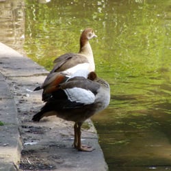 Mittlerer  Teich