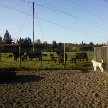 Power Line Kennels - Pet Sitting Near Me - Sandy, Oregon Power Line Kennels - Pet Sitting Near Me - Sandy, Oregon