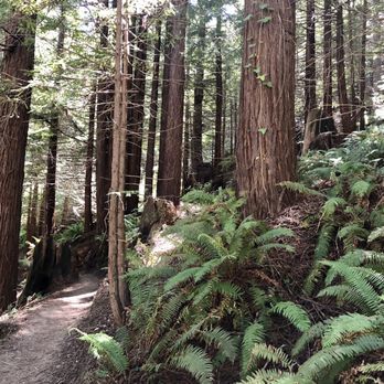 Skunk Train - Pretty hike at the turn around point - Tours Near Me - Fort Bragg, California