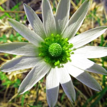 Lake Georgetown - The plant and floral life are great showing promise of spectacular wildflower displays during this early spring. - Lakes Near Me - Georgetown, Texas