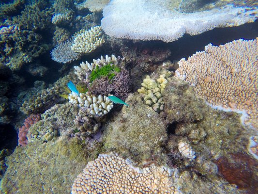 Coral Expeditions - Small Ship Cruising by null