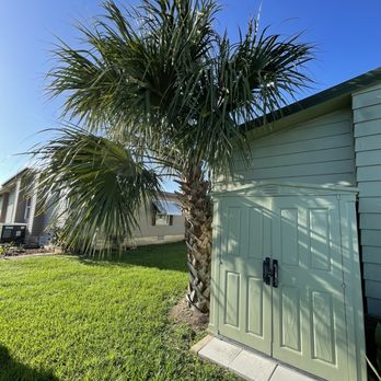Squirrel tree service - Palm that needed removed. - Tree Services Near Me