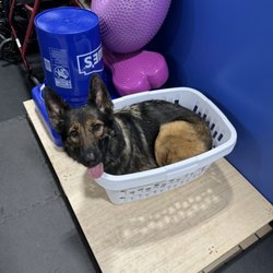 Dog Training Elite