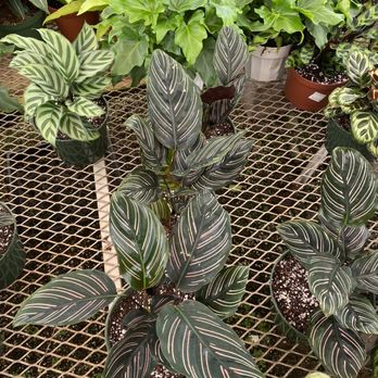 Cordova Gardens - Nurseries & Gardening Near Me - Encinitas, California